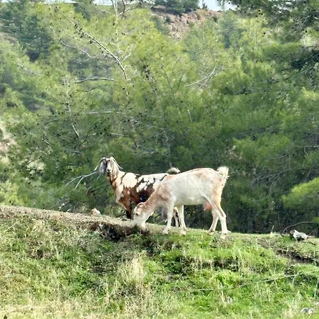 Daire D1peyiagarden Peyia