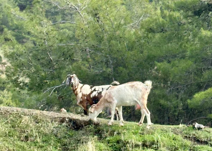 アパート D1peyiagarden ペイヤ